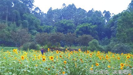 如意不语
