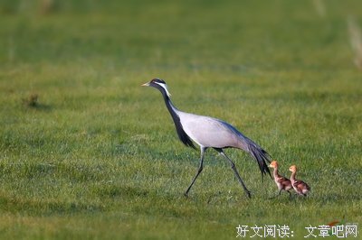 母与子