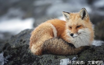 红狐兄妹