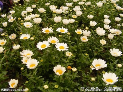 雏菊