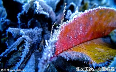 落霜