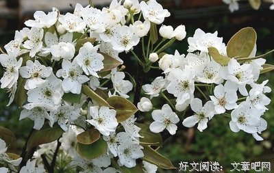 昨夜又东风
