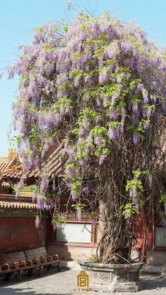 御花园
