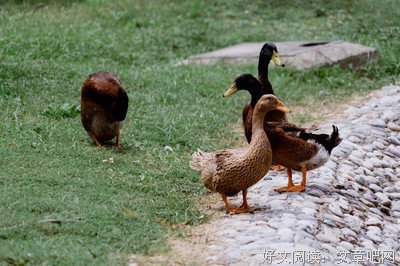 生产队的那群鸭