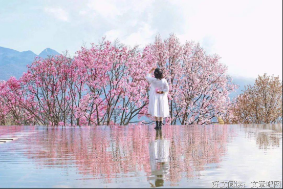 辛夷花