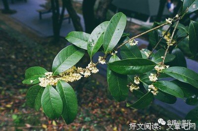 犹闻桂花香