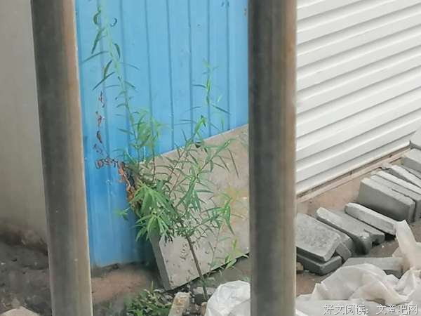 一株弱不禁风的小柳树