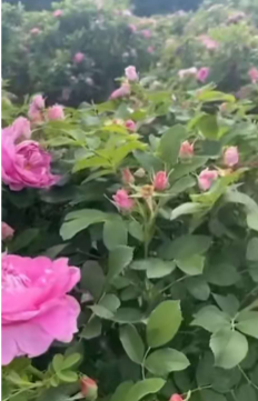 向往那片玫瑰园