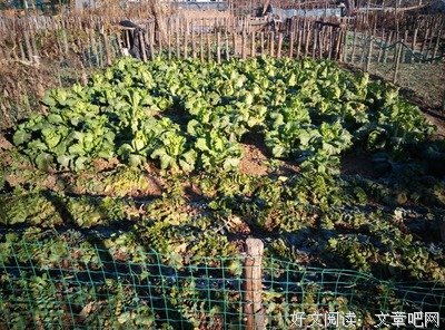 都市里的那片小菜园