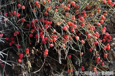 看见羊了，手里还拿着连枣子
