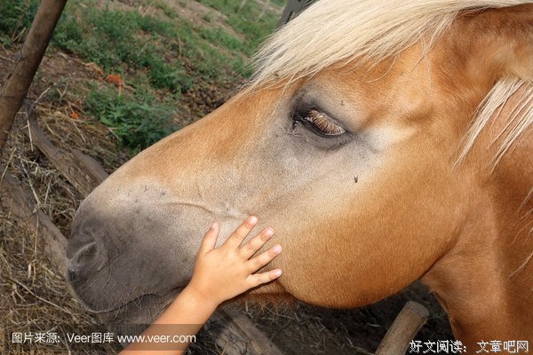 头马生活