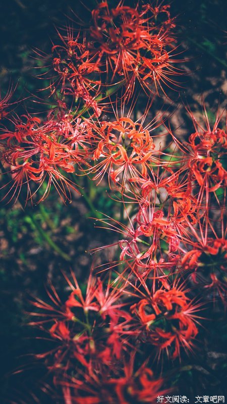彼岸花