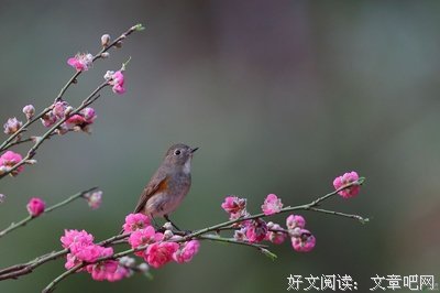 桃花的春
