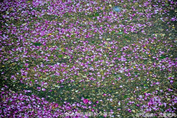荼蘼花事了