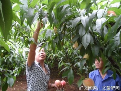 卖桃