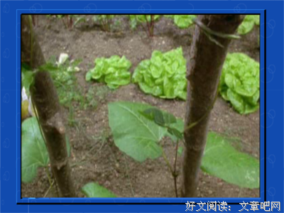 生命的召唤
