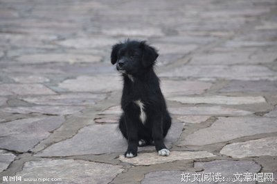 小黑狗