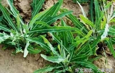 不花钱的补药