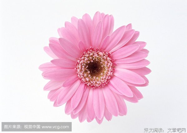 花楼里的姐妹