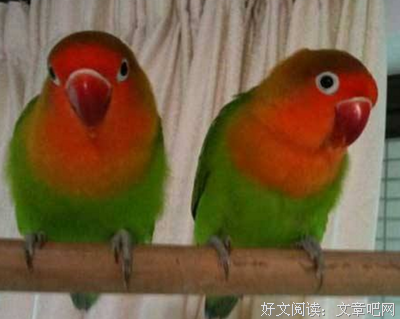牡丹牡丹会说话