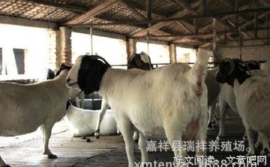 “散养”有时比“圈养”更有效