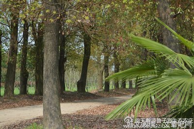 文章是你生活里开出的花