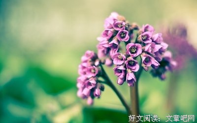 春天的一些花