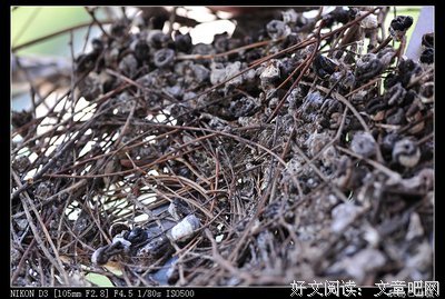 我 家 的 花 架