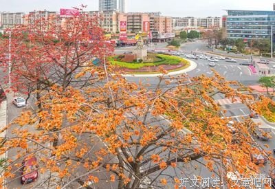 格桑花的启示