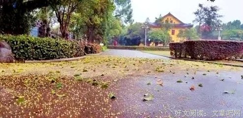 清晨下了一场雨