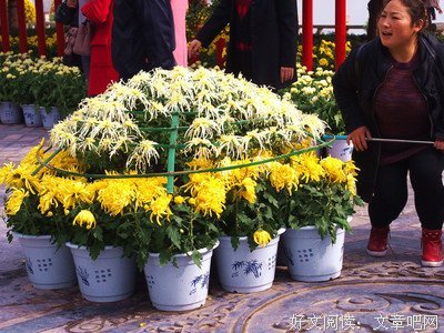 一盆菊花的故事