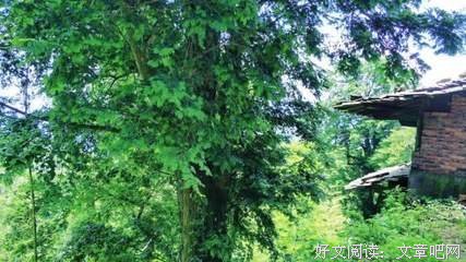 又到桃华寺