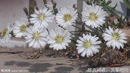 生命的每一天，都可能是岁末