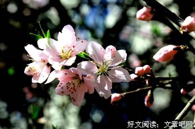 清明遐思之自然中的遇见