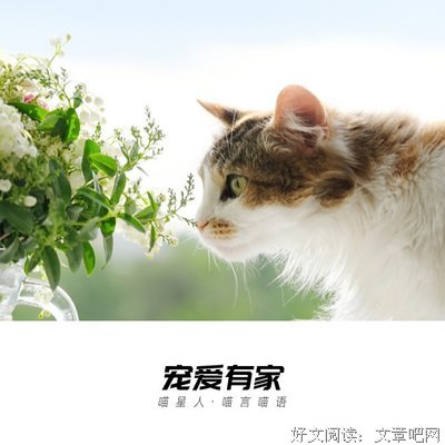 读《我是猫》想到