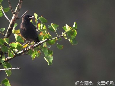 窗外来客