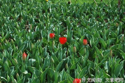 花儿朵朵开