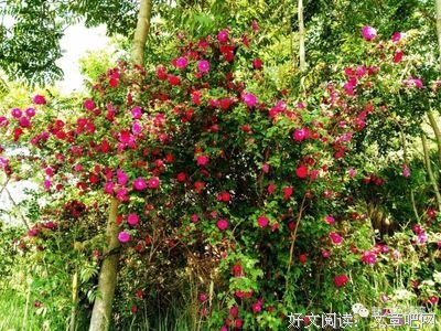 一点一滴总关情