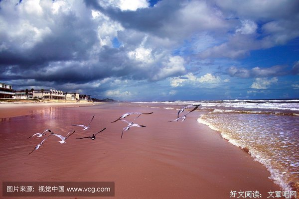 就做那海鸥吧