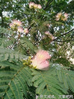合欢花又开