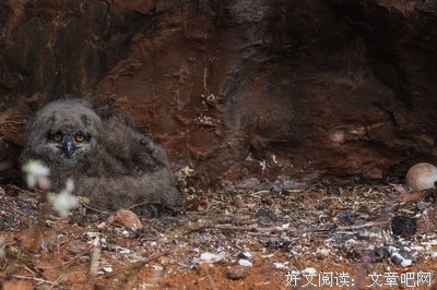 风中的鸟巢
