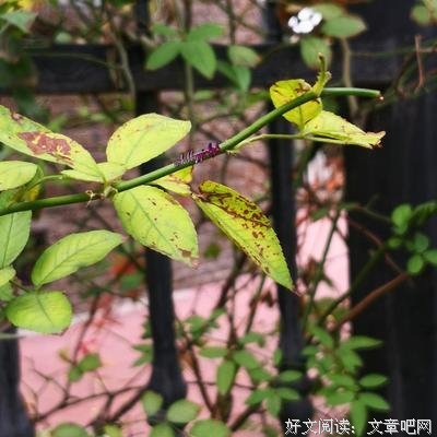 眼中的风景