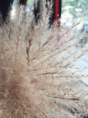 做一根芦苇