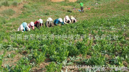 像一株植物独活生长