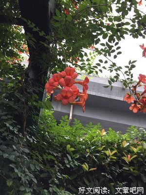 我愿做一朵感激的凌霄花