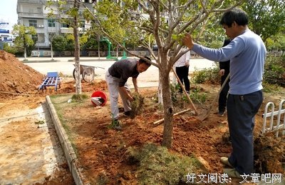 校园的一棵树