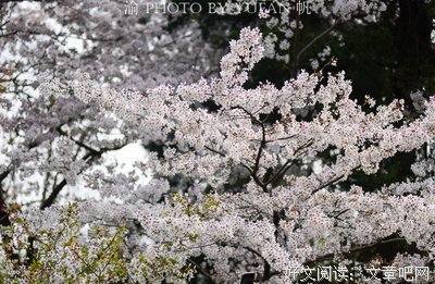 清明节有感
