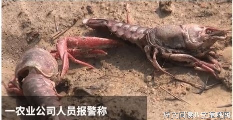 手机害了多少人
