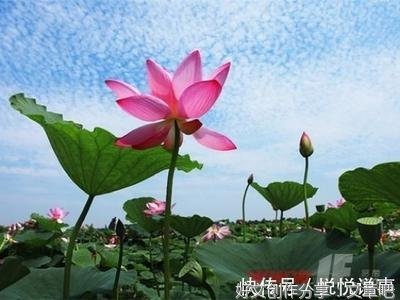 《在矛盾中学会交往》读后感