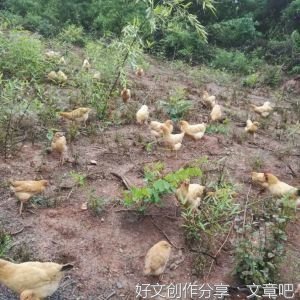 《什么是放养式教育》读后感